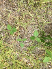 Strophostyles helvola