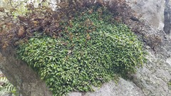 Anathallis minutalis