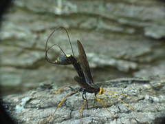 Megarhyssa atrata