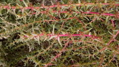 Salsola soda