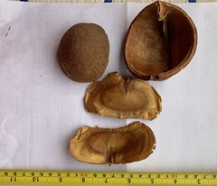 Magonia pubescens