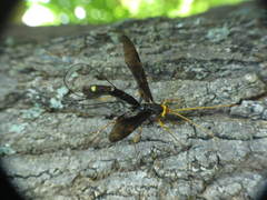 Megarhyssa atrata
