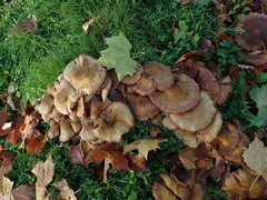 Armillaria mellea