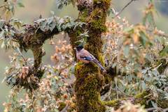 Garrulus lanceolatus