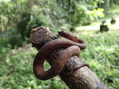 Craspedocephalus puniceus