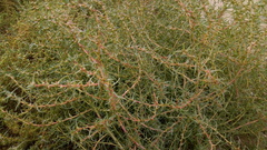 Salsola soda