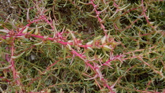 Salsola soda