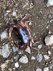 Potamonautini
