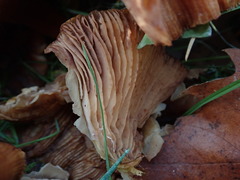 Armillaria mellea