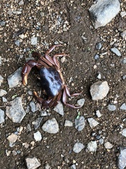 Potamonautini