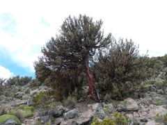 Polylepis tarapacana