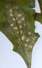 Pustula obtusata