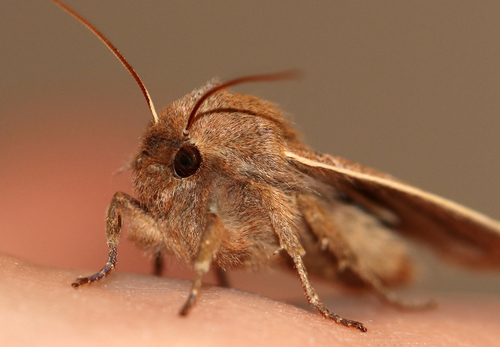 Morrison's Sallow photo 3