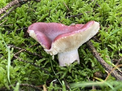 Russula sanguinea