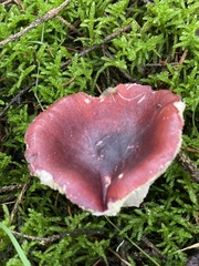 Russula sanguinea