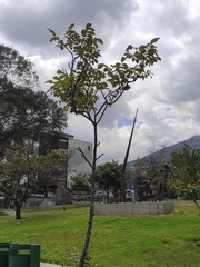 Bombax ceiba
