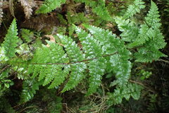 Hypolepis rufobarbata