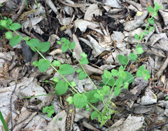 Veronica crista-galli