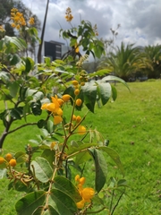 Senna viarum