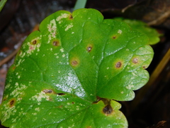 Ramularia glechomatis