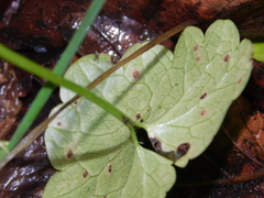 Ramularia glechomatis
