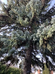 Picea pungens