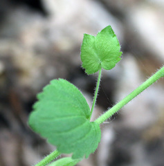 Veronica crista-galli