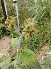 Sigesbeckia pubescens