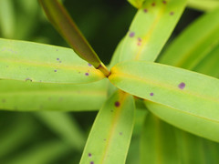 Veronica ligustrifolia
