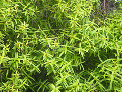 Veronica ligustrifolia