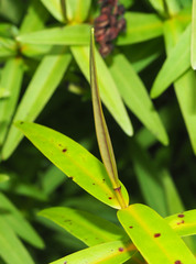 Veronica ligustrifolia