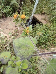 Sigesbeckia pubescens