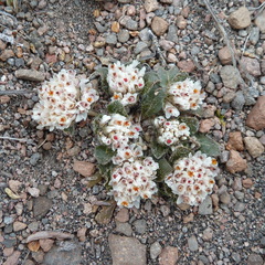 Gomphrena meyeniana