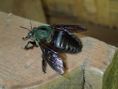Xylocopa caerulea