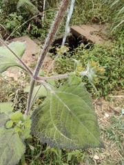 Sigesbeckia pubescens