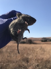 Microtus ochrogaster