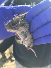 Microtus ochrogaster