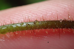 Hypolepis rufobarbata