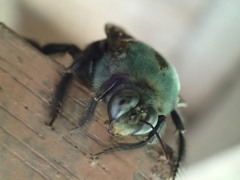 Xylocopa caerulea