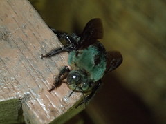 Xylocopa caerulea