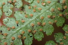 Hypolepis rufobarbata