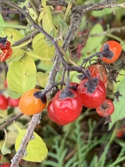 Solanum dulcamara
