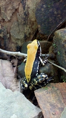 Hydrophylax bahuvistara