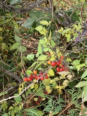 Solanum dulcamara