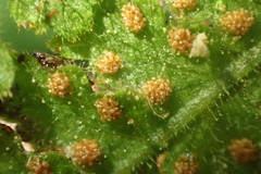 Hypolepis rufobarbata