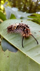 Zygaenoidea