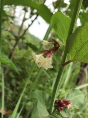Leycesteria formosa