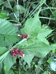 Leycesteria formosa