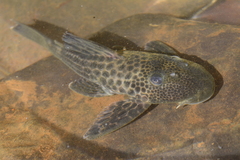 Hypostomus