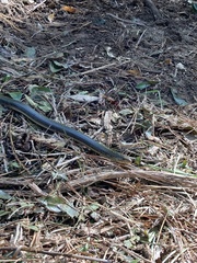 Ophisaurus ventralis